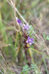 Gentianella austriaca