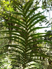 Neoblechnum brasiliense