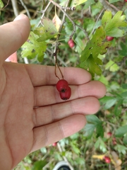 Crataegus monogyna