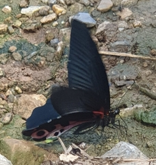 Papilio alcmenor