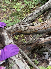 Stereum gausapatum