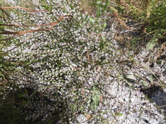 Goniolimon tataricum