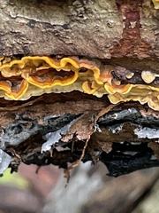 Stereum gausapatum