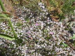 Goniolimon tataricum