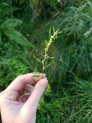 Polygonum aviculare