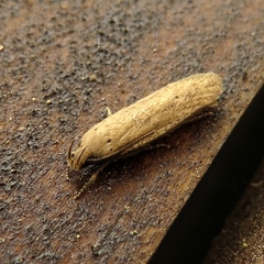 Platyedra subcinerea