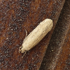 Platyedra subcinerea