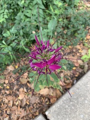 Cleome