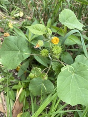 Abutilon theophrasti