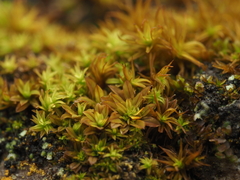 Syntrichia laevipila