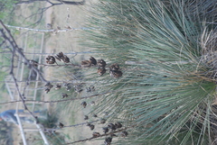 Yucca glauca