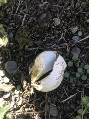 Calvatia booniana