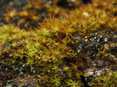 Syntrichia laevipila