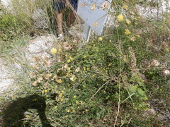 Centaurea orientalis