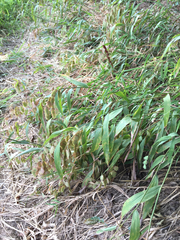 Chasmanthium latifolium
