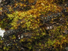 Syntrichia laevipila