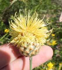Centaurea orientalis