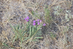 Liatris punctata
