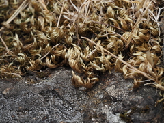 Homalothecium aureum