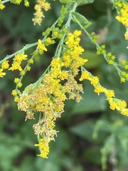 Solidago