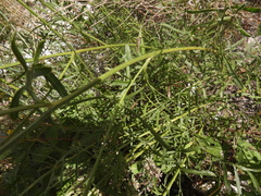 Centaurea orientalis