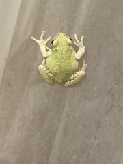 Hyla