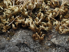 Homalothecium aureum