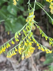 Solidago