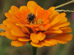 Bombus