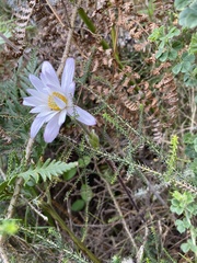 Knowltonia tenuifolia
