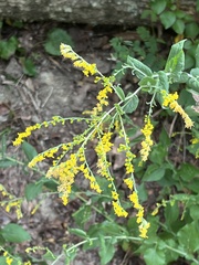Solidago