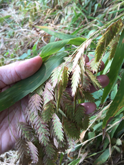 Chasmanthium latifolium