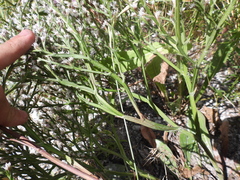 Goniolimon tataricum