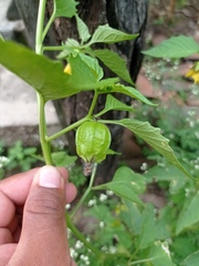 Physalis philadelphica