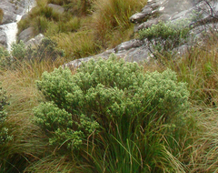 Baccharis uncinella
