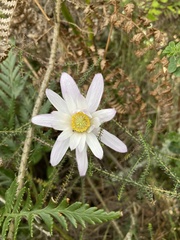Knowltonia tenuifolia