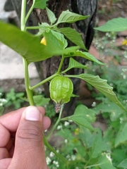 Physalis philadelphica