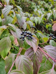 Cornus sanguinea