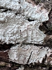 Cryptothecia striata