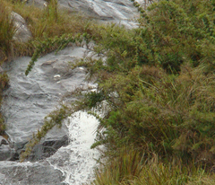 Chusquea microphylla