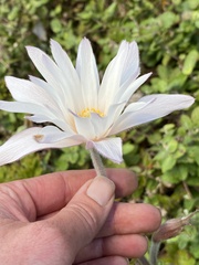 Knowltonia tenuifolia