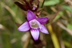 Gentianella austriaca