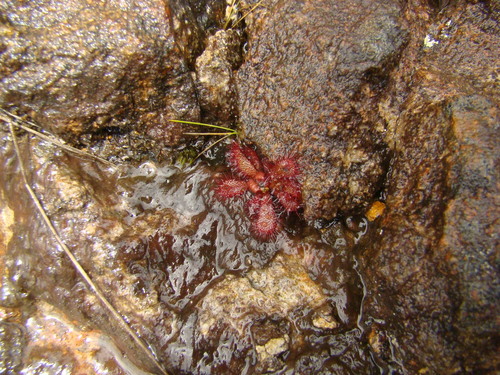 Drosera montana (Drosera montana)