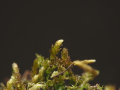 Scleropodium cespitans