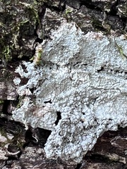 Cryptothecia striata