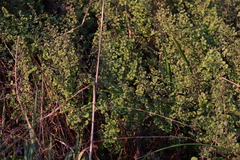 Adiantum chilense