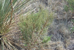 Artemisia dracunculus