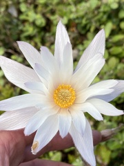 Knowltonia tenuifolia