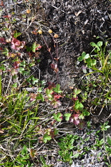 Potentilla gelida