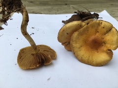 Pholiota spumosa